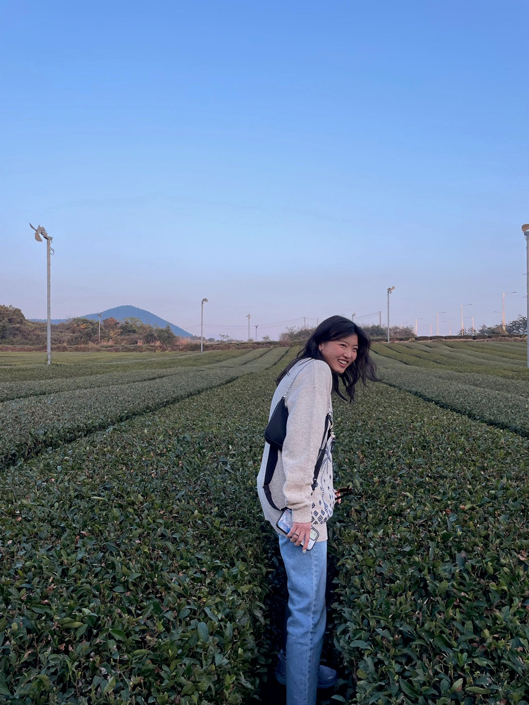 Exploring tea gardens on Jeju Island