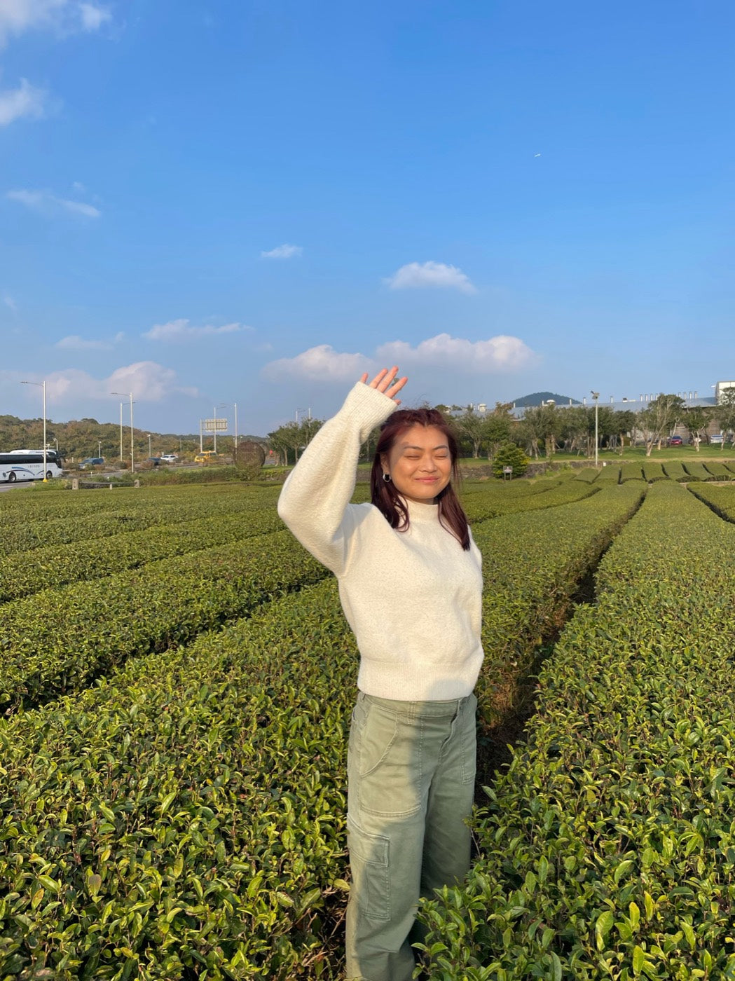 Exploring tea gardens on Jeju Island